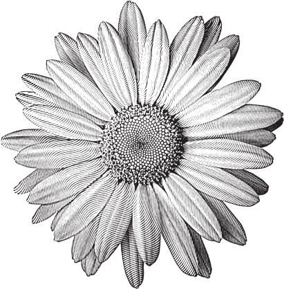 Engraving-style illustration of a perfect daisy.