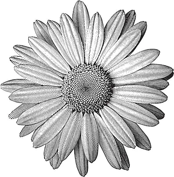 Vector illustration of Engraving of Daisy