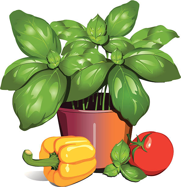 Basil pot with paprika and tomato vector art illustration