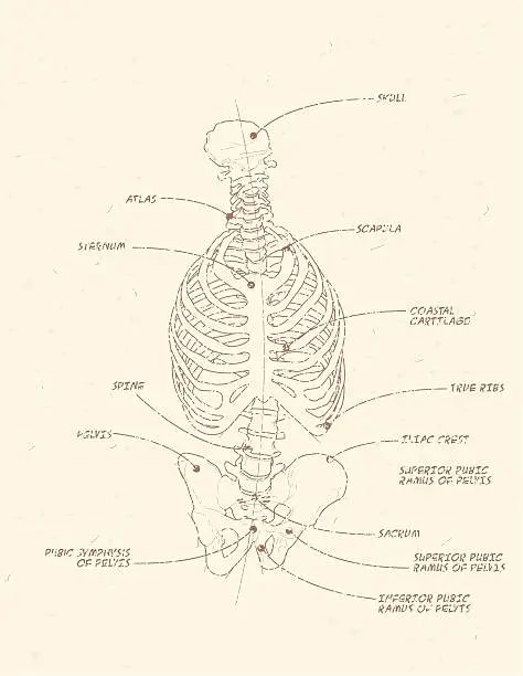 Vector illustration of Human Rib Cage Blueprint