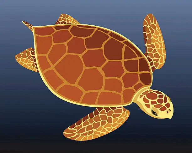 Vector illustration of Loggerhead Turtle