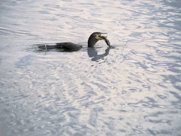 wildlife behavior in coastal wetland