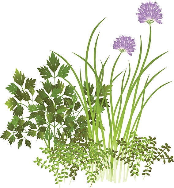 ilustraciones, imágenes clip art, dibujos animados e iconos de stock de perejil, chives y tomillo - herb chive parsley herb garden