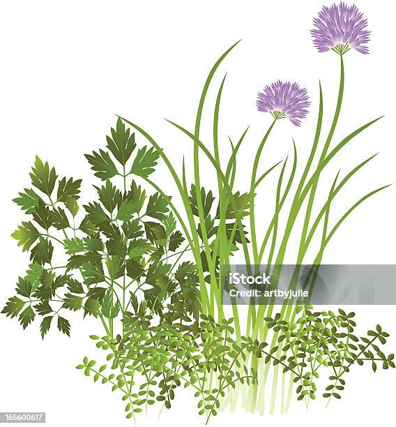 Ilustración de Perejil Chives Y Tomillo y más Vectores Libres de Derechos de Cebolleta - Cebolleta, Jardín de hierbas, Flor