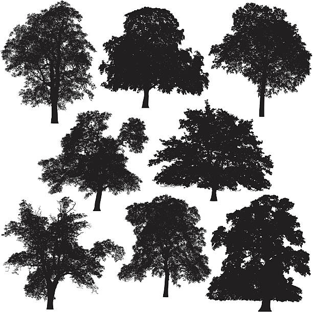 illustrazioni stock, clip art, cartoni animati e icone di tendenza di collezione di sagoma di albero - chestnut tree leaf tree white background