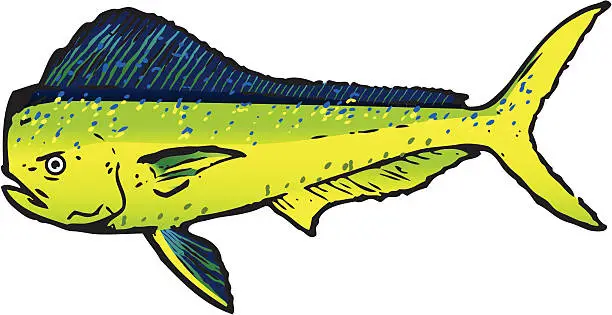 Vector illustration of Dorado Sport Fish