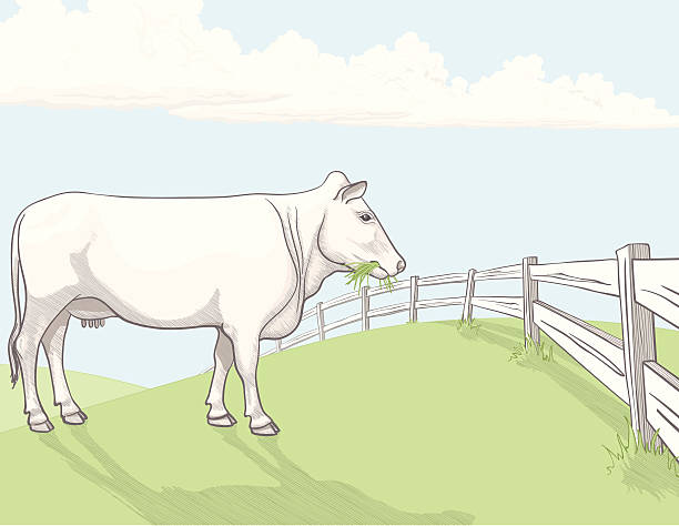 White cow in pasture - Hand drawn Hand drawn white cow in pasture, standing at fence, eating grass. Outline, hatch shading and watercolor-style shading are organized in separate layers and all in Global colors for ease of use. 4 clipping paths included to provide complete shapes (over these layers: Shadow hatch, shadow, Clouds, Fence). Included files: EPS8, AI CS3, High res' JPEG, transparent PNG (without sky). rail fence stock illustrations
