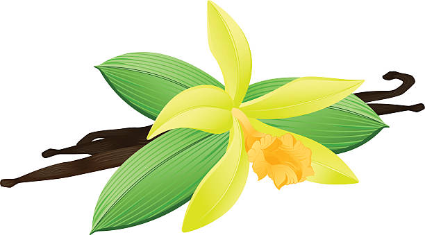 kuvapankkikuvitukset aiheesta vanilja - yellow vanilla flower with green leaves