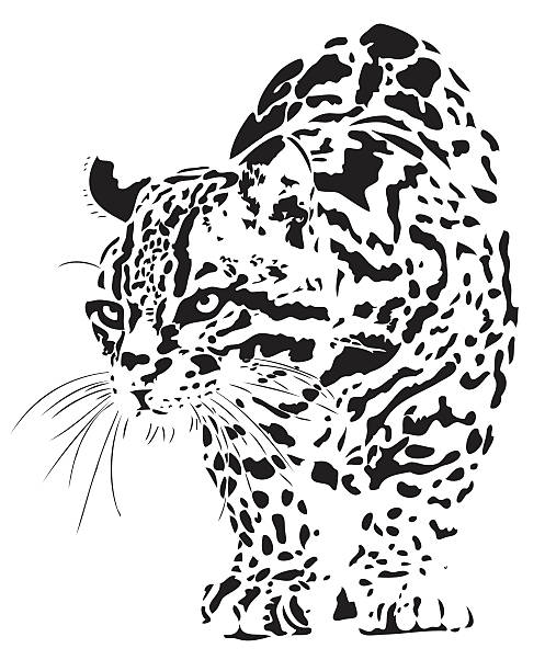 ilustrações, clipart, desenhos animados e ícones de ocelote ilustração - jaguatirica