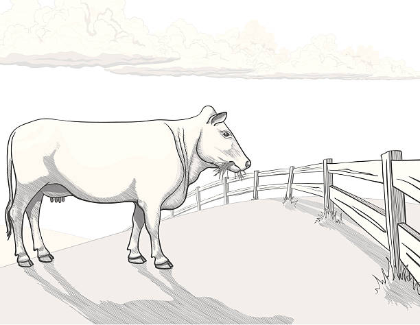 White cow in pasture - Hand drawn Hand drawn white cow in pasture, standing at fence, eating grass, with puffy cumulus clouds in the distance. Outline, hatch shading and watercolor-style shading are organized in separate layers and all in Global grayscale colors for ease of use. 4 clipping paths included to provide complete shapes (over these layers: Hatch shadow, Solid shadow, Clouds, Fence). Included files: EPS8, AI CS3, High res' JPEG, transparent PNG (without sky). rail fence stock illustrations