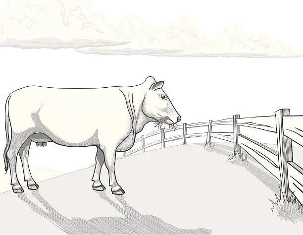 Vector illustration of White cow in pasture - Hand drawn