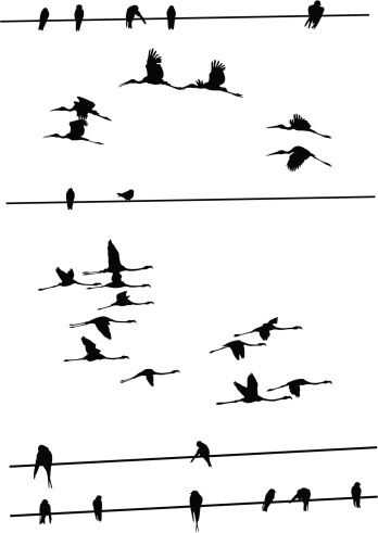 A collection of flying birds