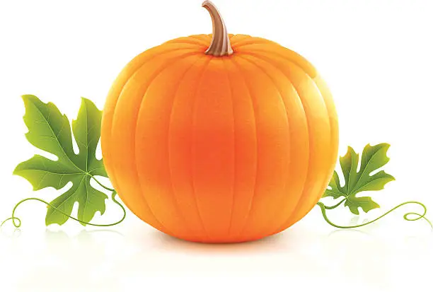 Vector illustration of Pumpkin