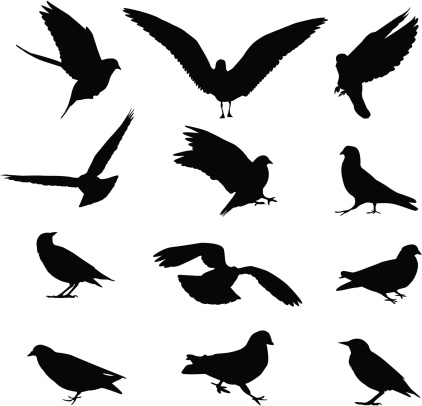 12 different birds silhouettes. Aics2 and 300 dpi jpg files are also included.
