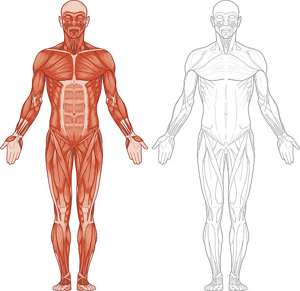Human body, muscles "Detailed human body anatomy, muscles, front view." muscular build illustrations stock illustrations