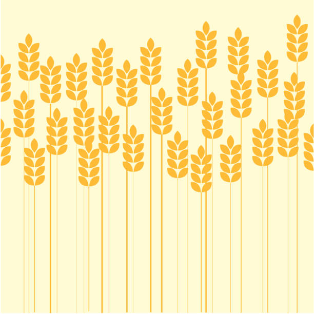 ilustraciones, imágenes clip art, dibujos animados e iconos de stock de campo de trigo - whole wheat