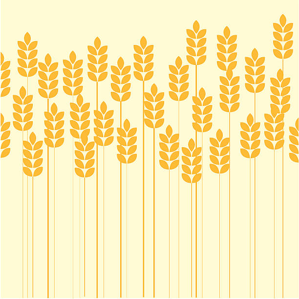 pole pszenicy - whole wheat obrazy stock illustrations