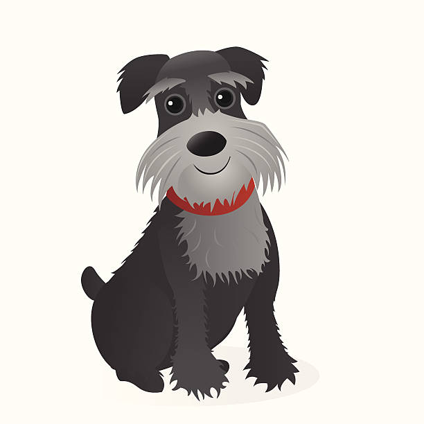 Miniature Schnauzer A vector illustration of a smiling miniature schnauzer.  The dog is on its own layer, separate from the background. schnauzer stock illustrations