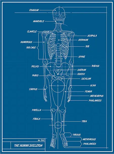 Vector illustration of Human Skeleton Blueprint