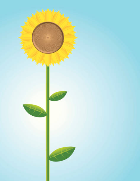 illustrazioni stock, clip art, cartoni animati e icone di tendenza di lone girasole - sunflower isolated single flower tall