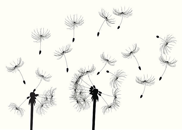 illustrazioni stock, clip art, cartoni animati e icone di tendenza di dandelions nella brezza - dandelion single flower flower white