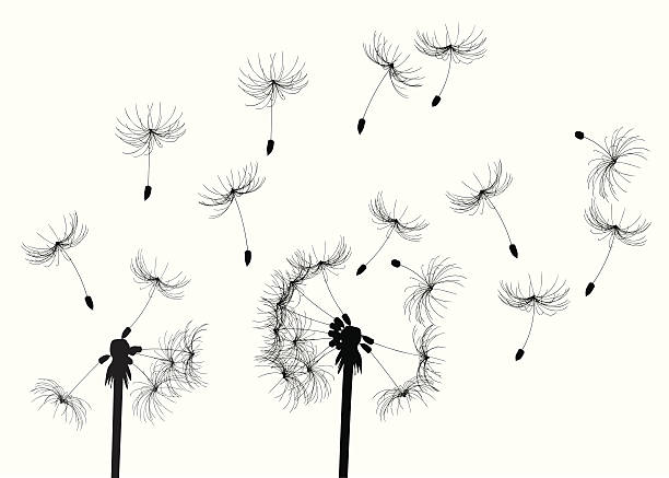 ilustrações, clipart, desenhos animados e ícones de dentes de leão in the breeze - dandelion single flower flower white