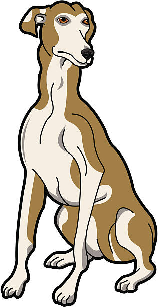 illustrations, cliparts, dessins animés et icônes de greyhound - sight hound
