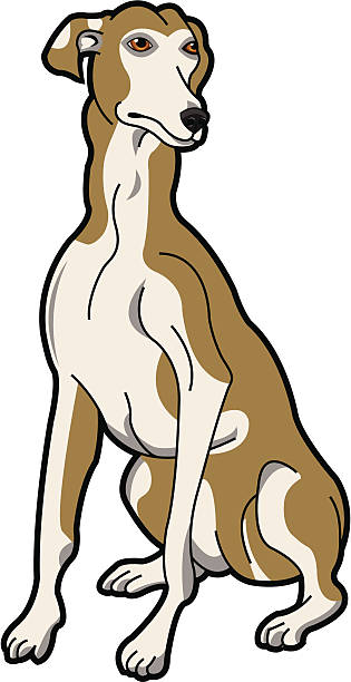 greyhound - sight hound stock illustrations