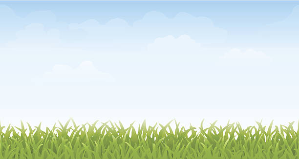 ilustraciones, imágenes clip art, dibujos animados e iconos de stock de sin costuras de hierba y el cielo, - clear sky nobody blade of grass summer