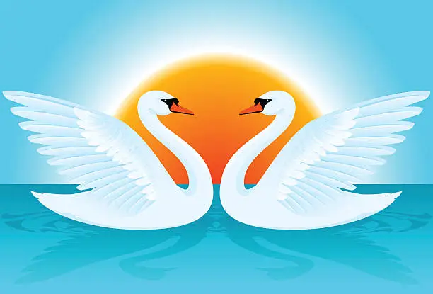 Vector illustration of Swans