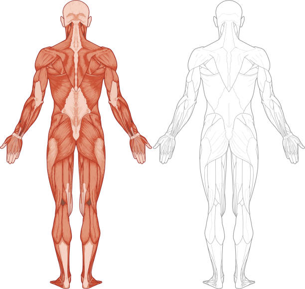 인체, 근육 - human muscle stock illustrations