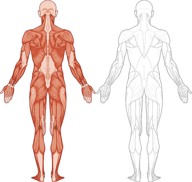 Human body, muscles "Detailed human body anatomy, muscles, back view." muscular build illustrations stock illustrations