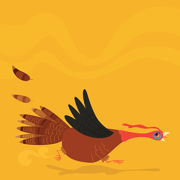 Poor running turkey vector art illustration