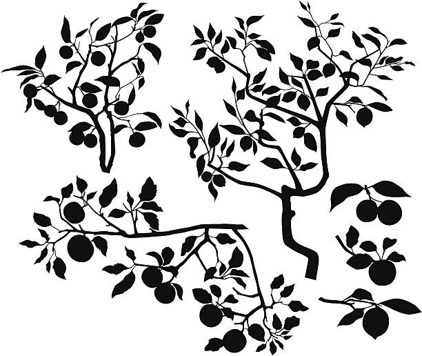 ilustrações, clipart, desenhos animados e ícones de conjunto de ramos com frutas - autumn silhouette tree leaf