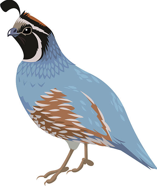 A blue and brown cartoon of a quail bird California Quail realistic quail bird stock illustrations