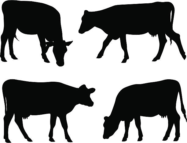 ilustraciones, imágenes clip art, dibujos animados e iconos de stock de siluetas de vaca - vacas