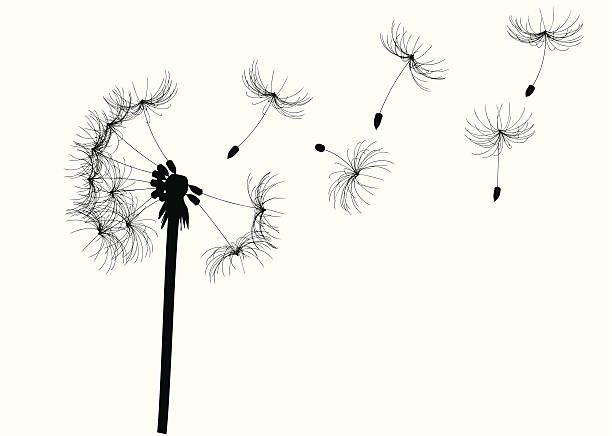 illustrazioni stock, clip art, cartoni animati e icone di tendenza di dente di leone - dandelion single flower flower white