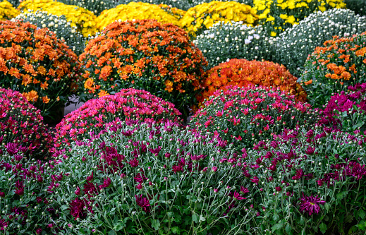 Assorted colourful garden mums