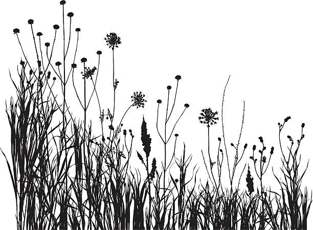 Vector illustration of summer meadow 1