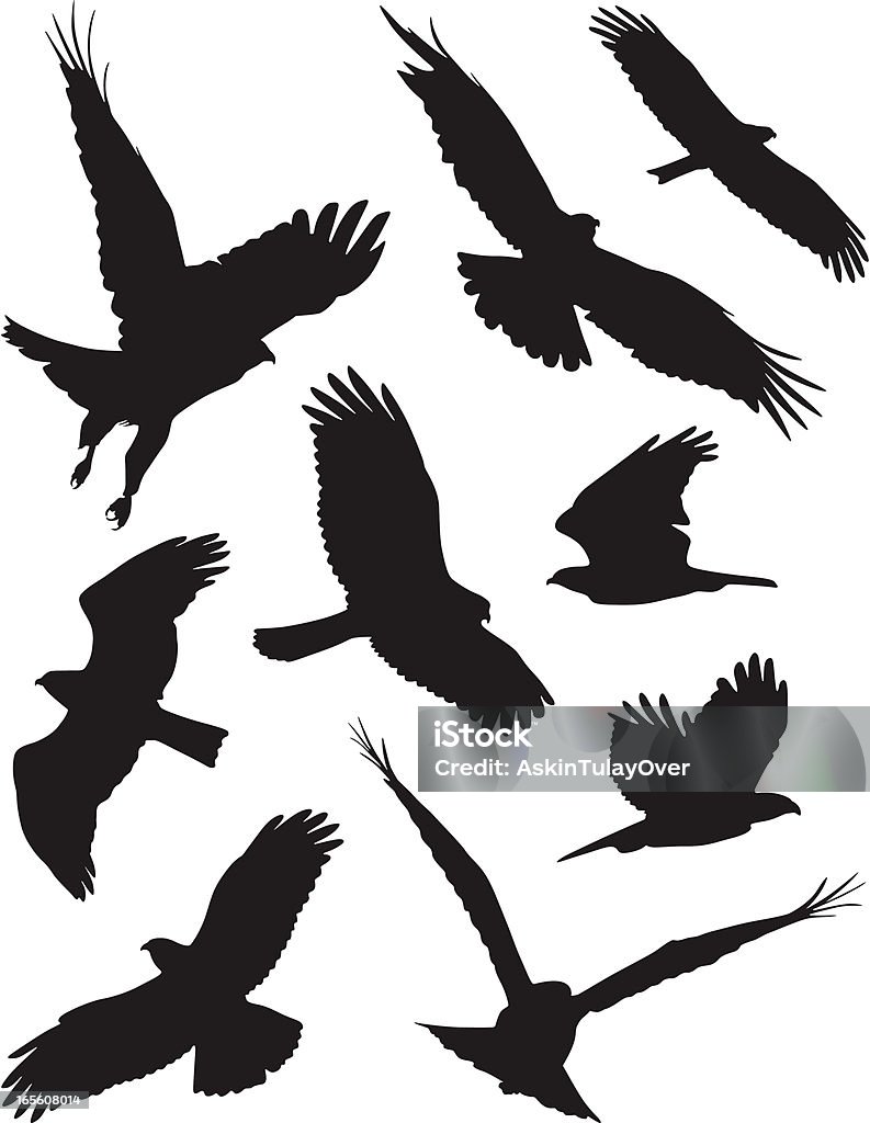 Birds ferocious birds In Silhouette stock vector