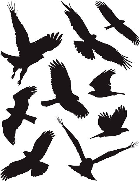 Birds ferocious birds hawk bird stock illustrations