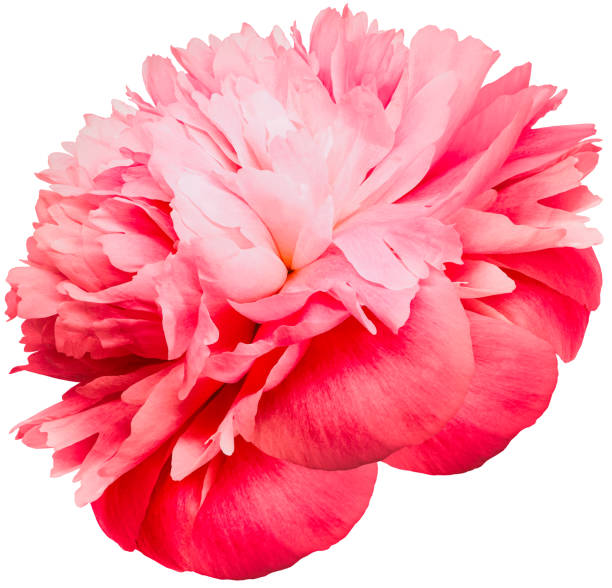 istock Peony flower  on white isolated background with clipping path. Closeup. For design. Nature. 1656090026