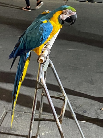 Parrot in New Orleans, Louisiana