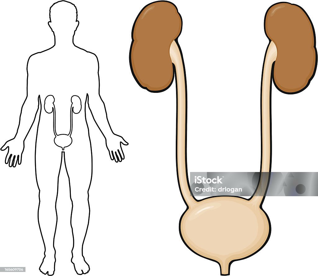 Riñones, uréteres y vejiga urinaria - arte vectorial de Contorno libre de derechos