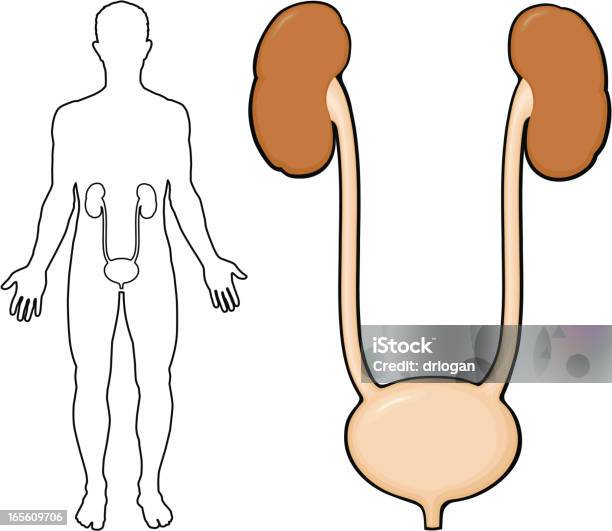 신장 요관 방광 외형선에 대한 스톡 벡터 아트 및 기타 이미지 - 외형선, 인체, 0명