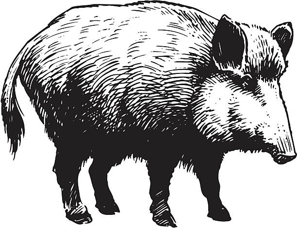 bildbanksillustrationer, clip art samt tecknat material och ikoner med wild boar - wild boar