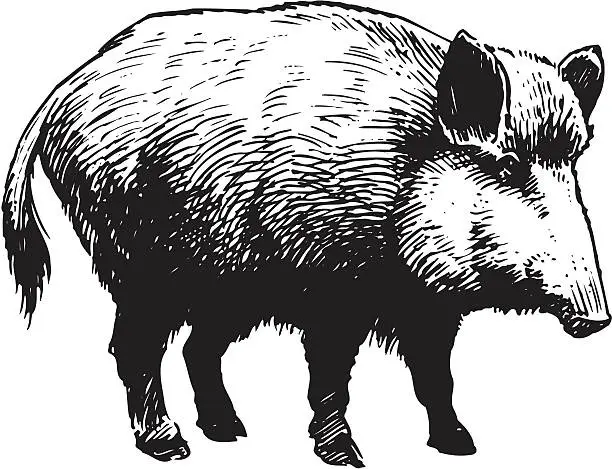 Vector illustration of Wild boar