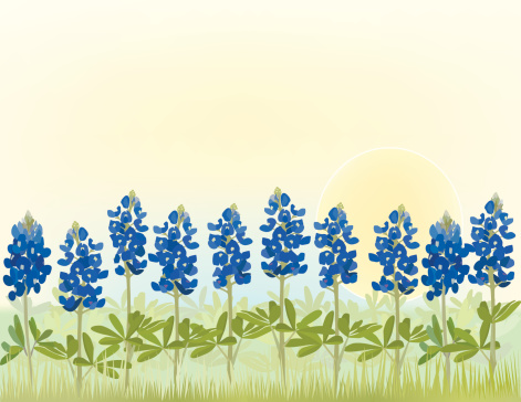 Bluebonnet Flowers in a row against a bright sky.  Bluebonnets are the state flower of Texas