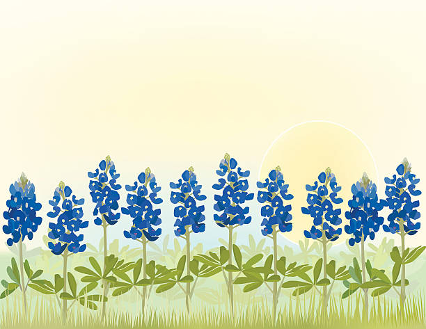 Bluebonnet Flower Field Bluebonnet Flowers in a row against a bright sky.  Bluebonnets are the state flower of Texas lupine flower stock illustrations