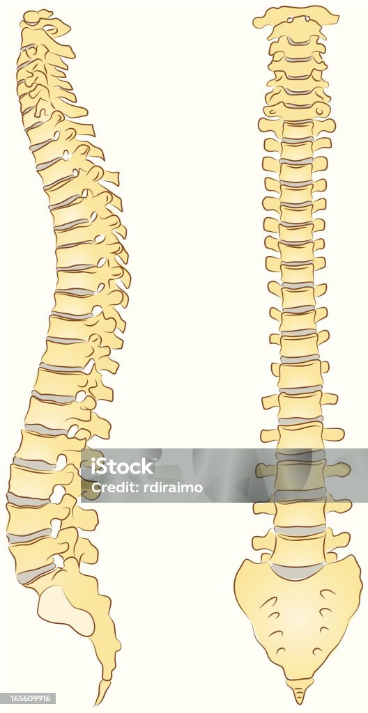 Хребет человека - Векторная графика Хребет - часть тела роялти-фри